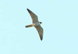 Eurasian Hobby