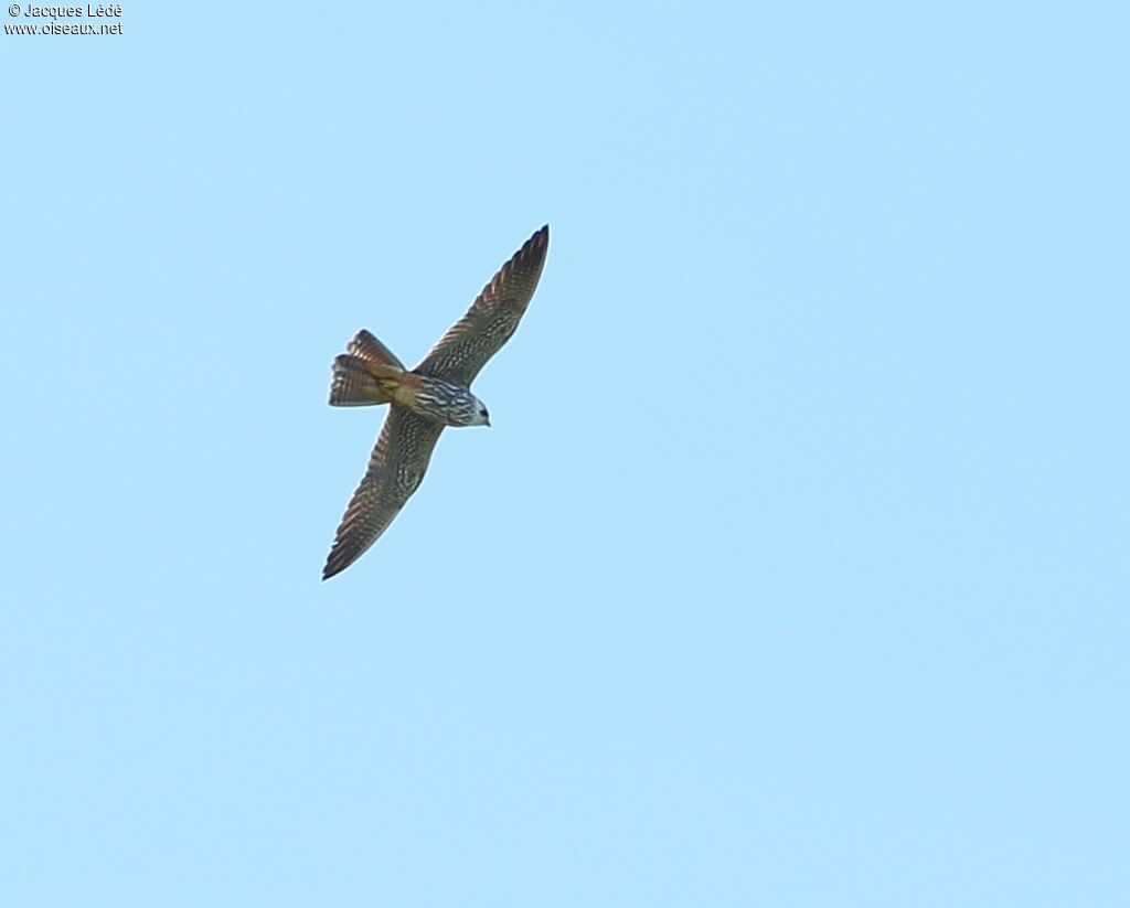 Eurasian Hobby