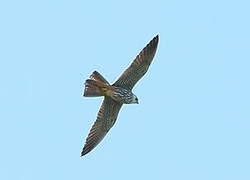 Eurasian Hobby