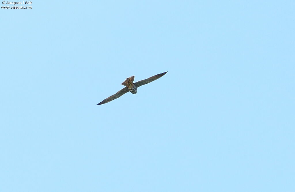 Eurasian Hobby