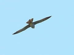 Eurasian Hobby