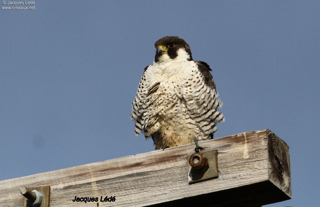 Peregrine Falcon