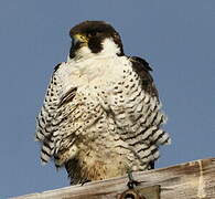 Peregrine Falcon