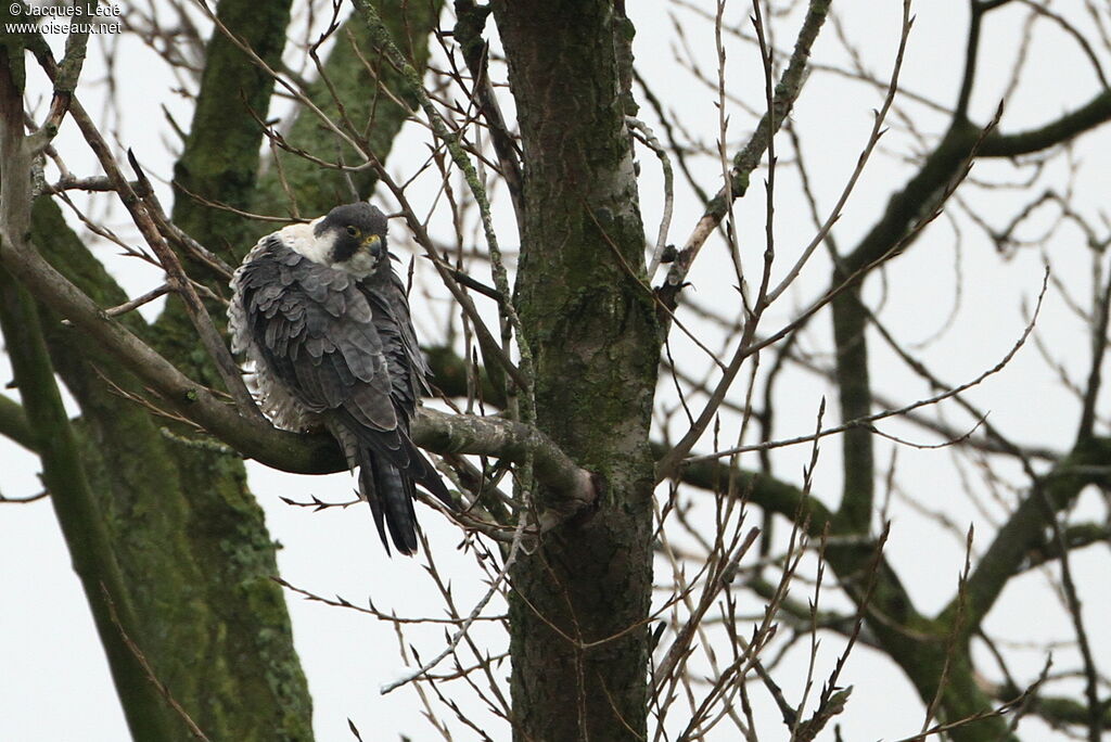 Peregrine Falcon