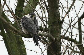 Peregrine Falcon