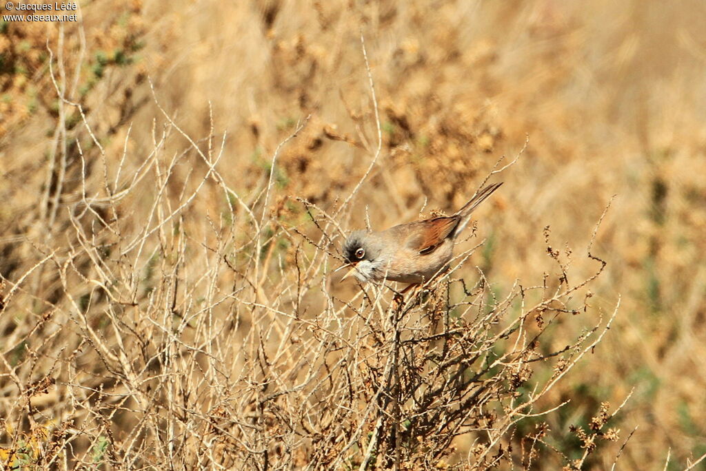 Spectacled Warbler