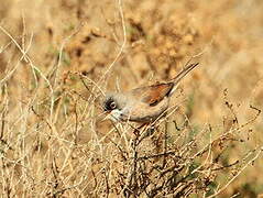 Spectacled Warbler