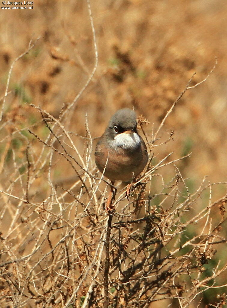 Spectacled Warbler