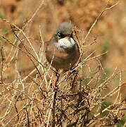 Spectacled Warbler