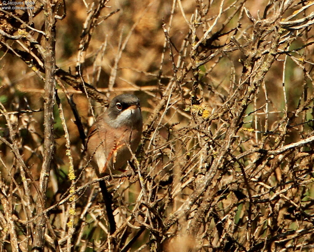 Spectacled Warbler