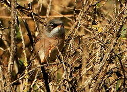 Spectacled Warbler