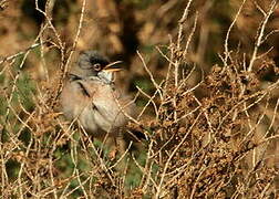 Spectacled Warbler