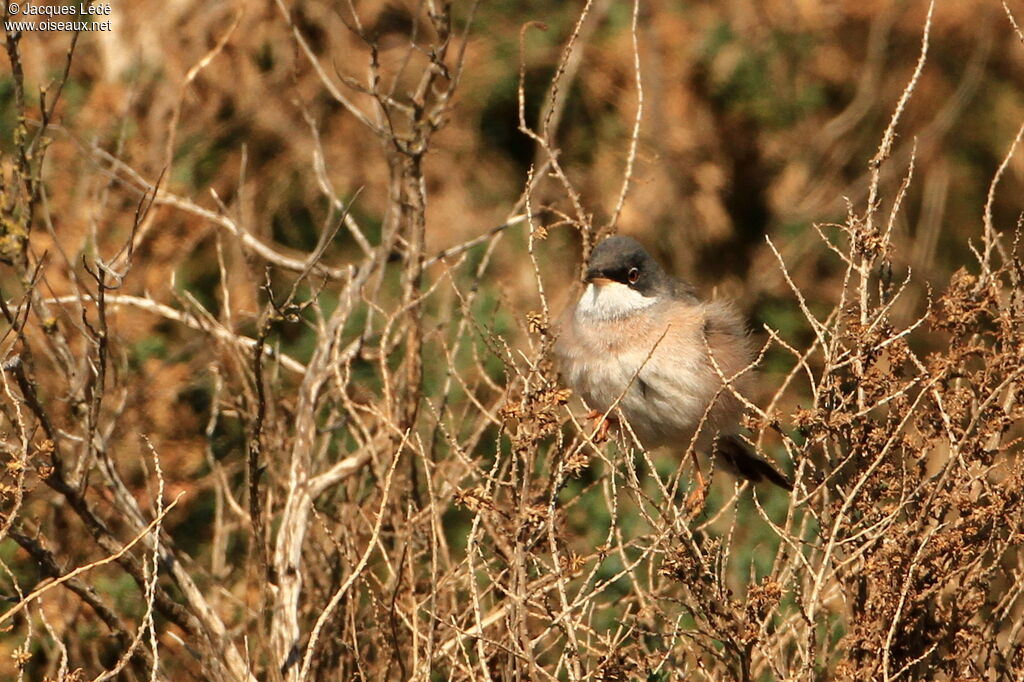 Spectacled Warbler