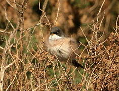 Spectacled Warbler