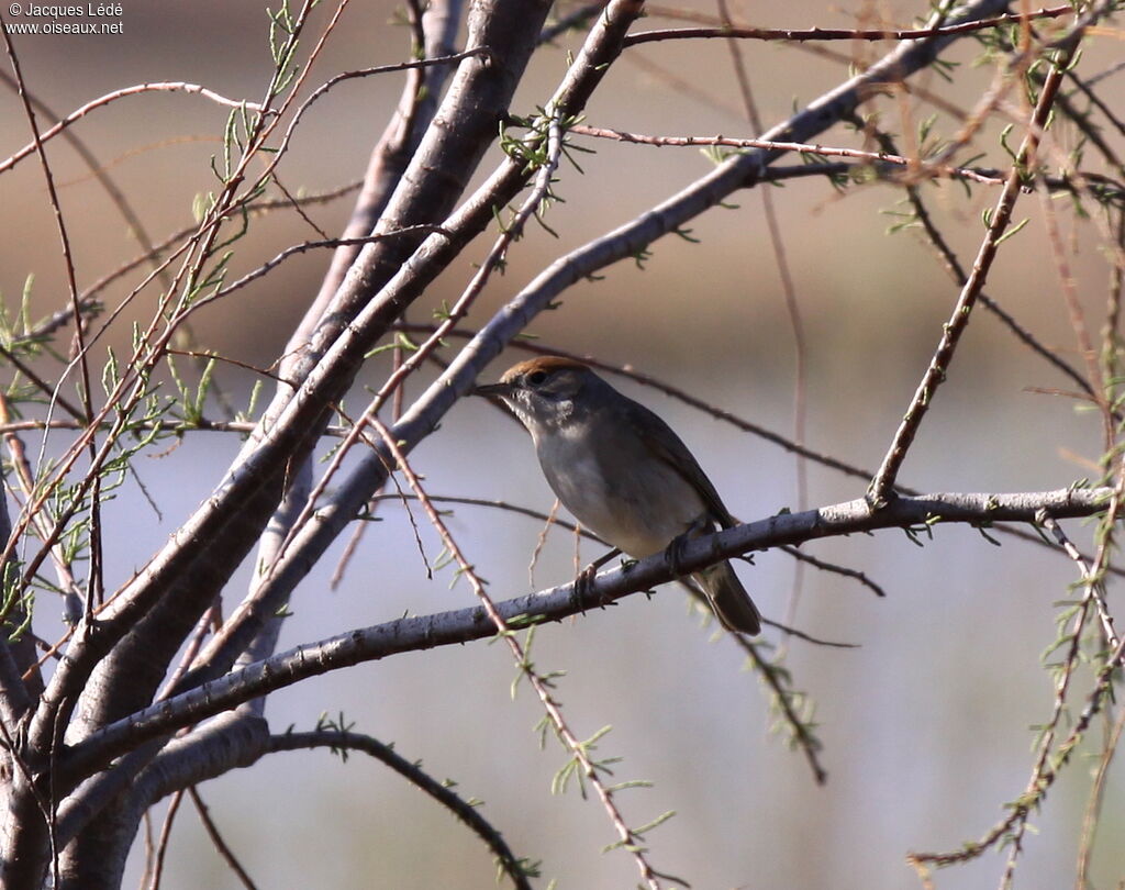 Eurasian Blackcap female