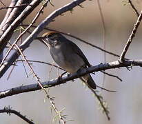 Eurasian Blackcap