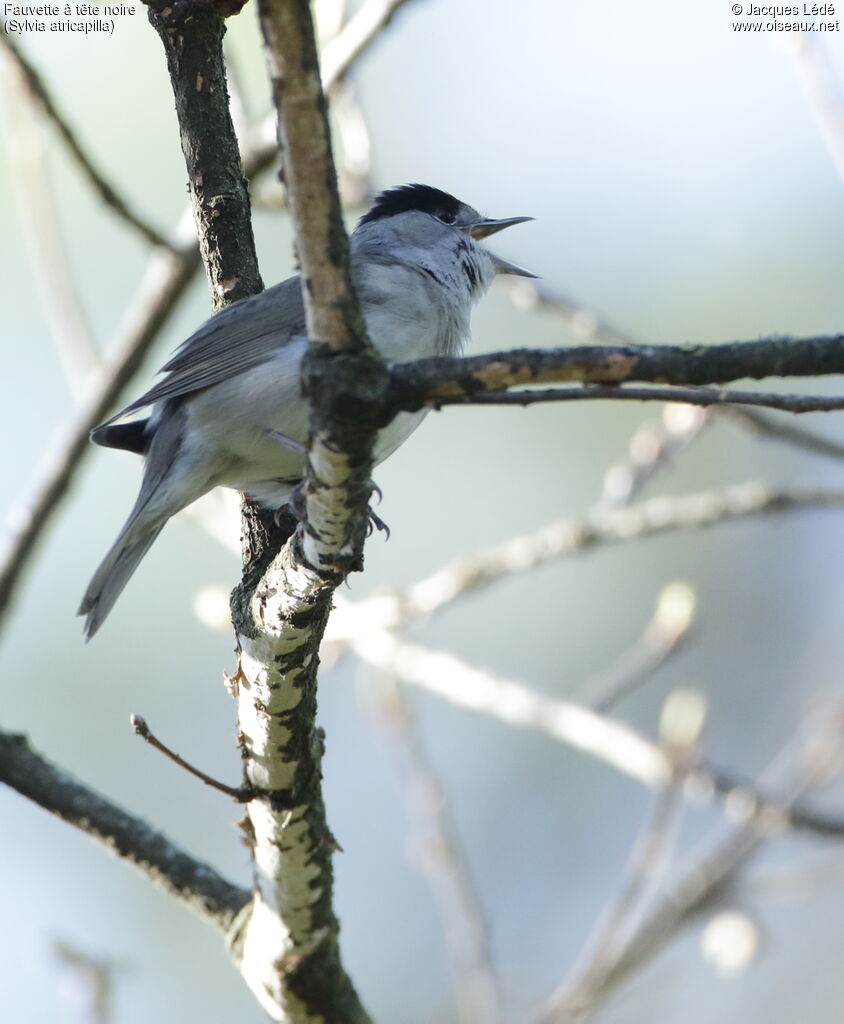 Eurasian Blackcap