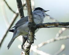 Eurasian Blackcap