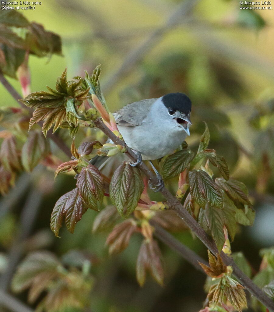 Eurasian Blackcap