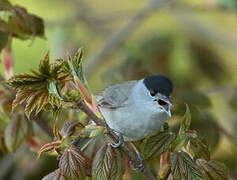 Eurasian Blackcap