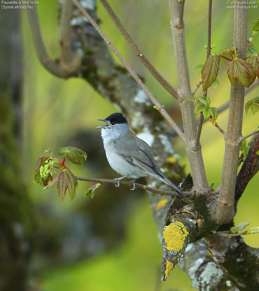 Eurasian Blackcap