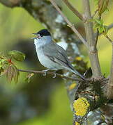 Eurasian Blackcap