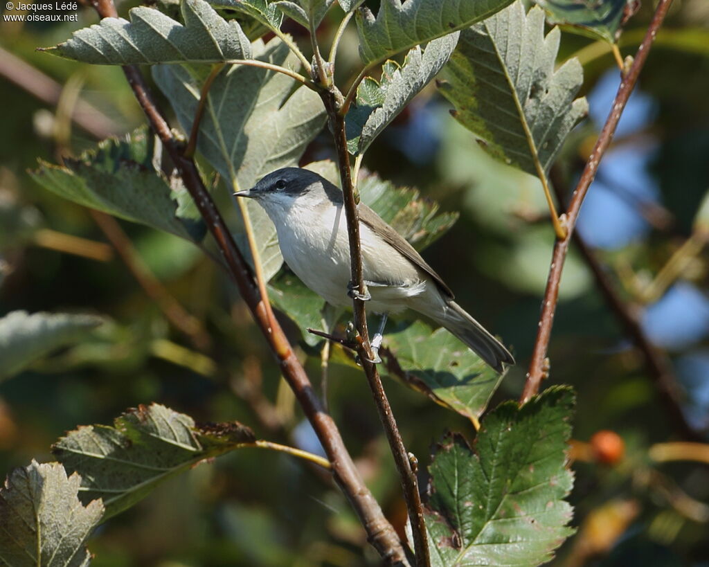 Lesser Whitethroat