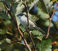 Lesser Whitethroat