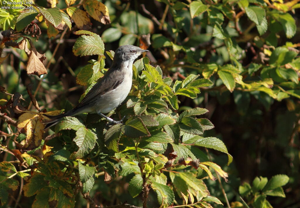 Lesser Whitethroat