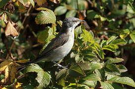 Lesser Whitethroat