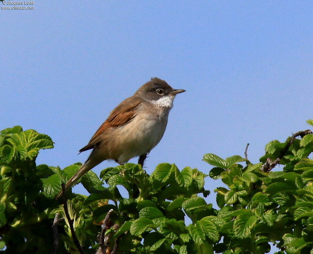 Fauvette grisette