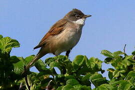 Common Whitethroat