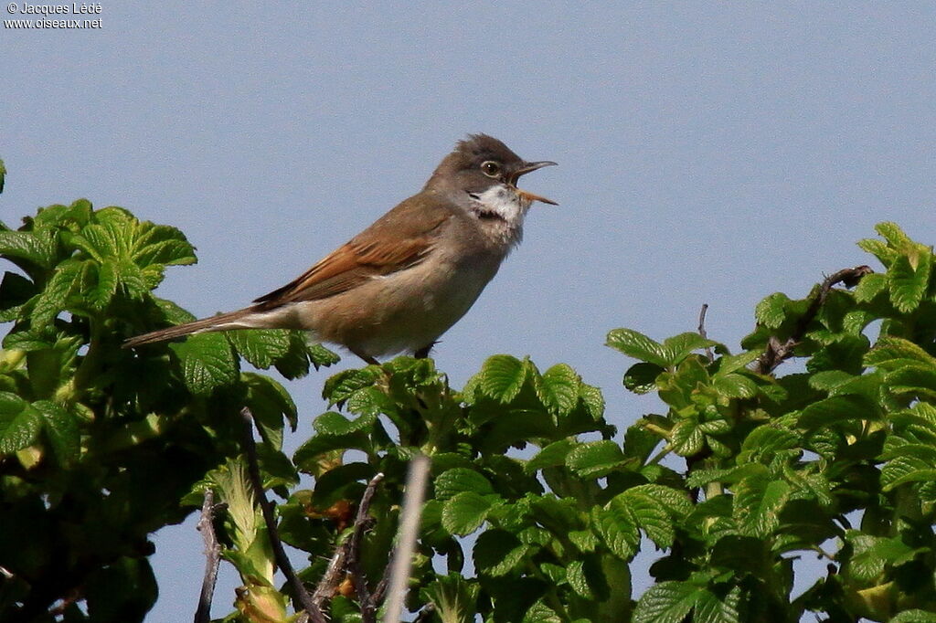 Fauvette grisette