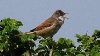 Common Whitethroat