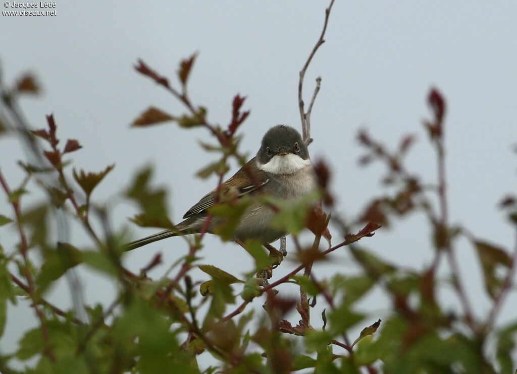 Common Whitethroat