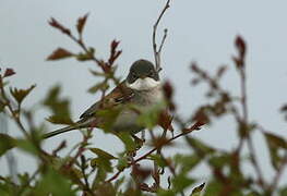 Common Whitethroat