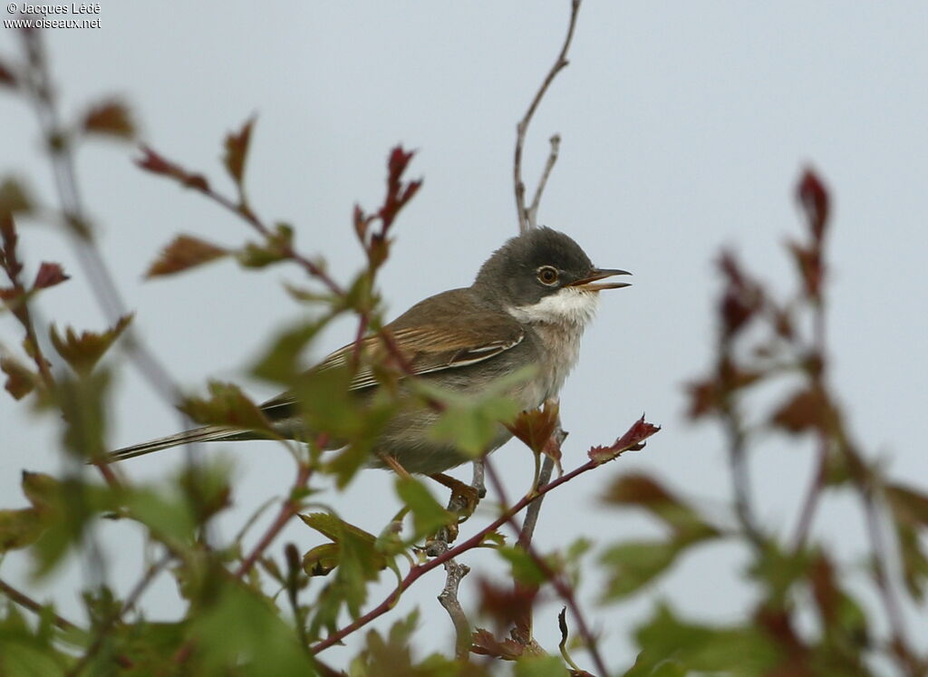 Common Whitethroat