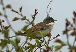 Common Whitethroat