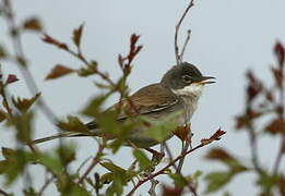 Common Whitethroat