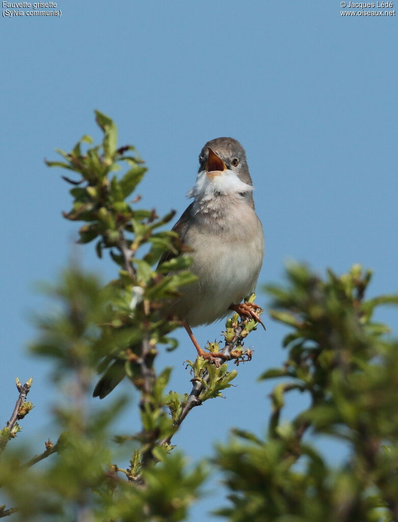 Fauvette grisette