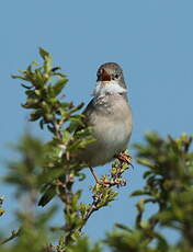 Fauvette grisette