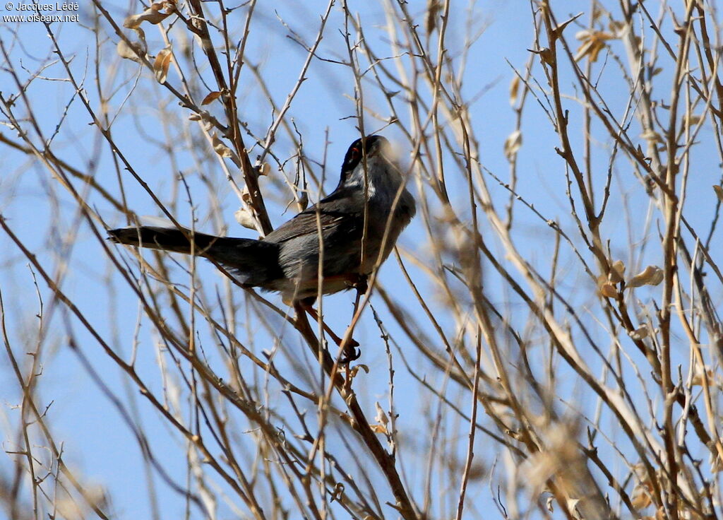 Sardinian Warbler