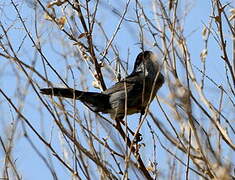 Sardinian Warbler