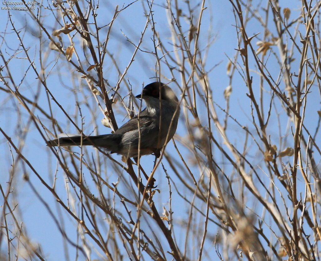 Sardinian Warbler