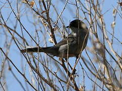 Sardinian Warbler