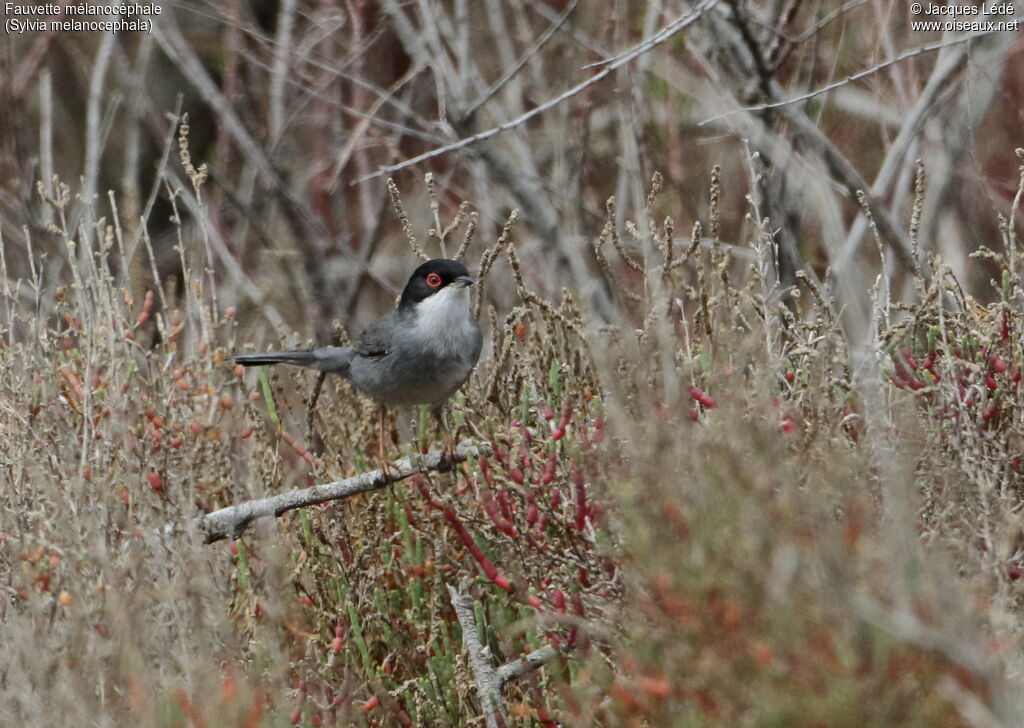 Sardinian Warbler