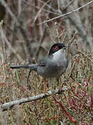 Sardinian Warbler