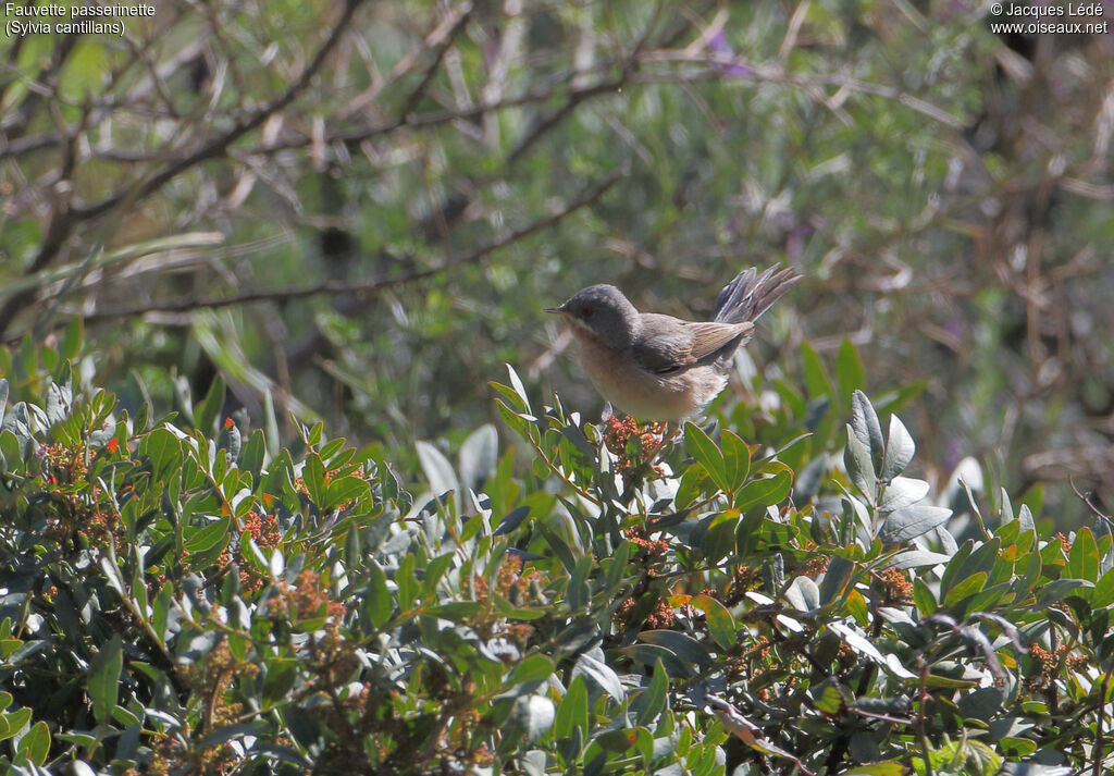 Subalpine Warbler