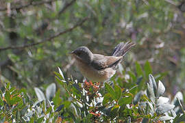 Subalpine Warbler