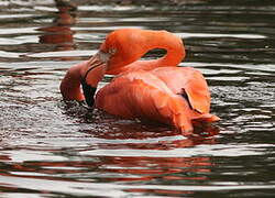 Flamant des Caraïbes